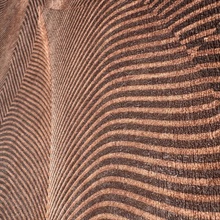 Allure Leaf Brown Wallpaper