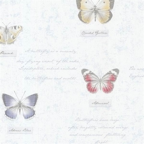 Admiral Blue Butterflies and Script