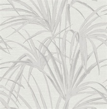 Song White Fountain Palm