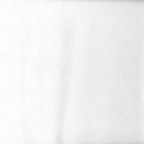 Cockle Swirling Shell Texture Paintable