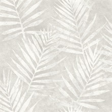 Amador Silver Palm