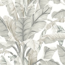 Beige Tropical Banana Leaf Palm Wallpaper