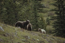 Bears Wall Mural