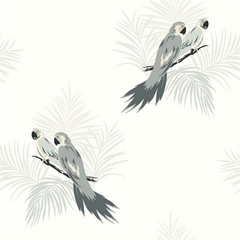 Black, Grey & White Commercial Parrot Birds Wallpaper