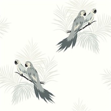 Black, Grey & White Commercial Parrot Birds Wallpaper