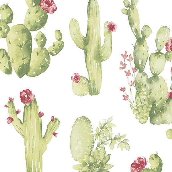 The Cute Cactus Wallpaper Background Wallpaper Image For Free Download   Pngtree