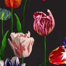 Blooming Tulips Wallpaper