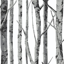 Botanical Birch Trees Monochrome Peel and Stick Wallpaper