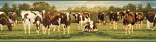 Brown Cow Border