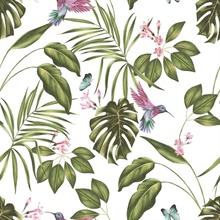 Clivia White Hummingbird Palm Leaf Wallpaper