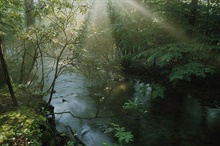 Creek Wall Mural