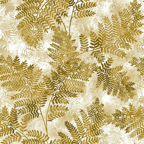 Cyathea Honey Fern