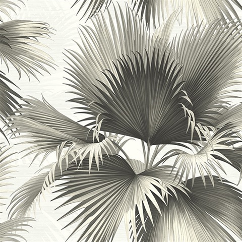 Endless Summer Black Palm