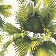 Endless Summer Green Palm