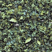 Evergreen Living Wall Wallpaper