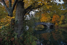 Fall Foliage Wall Mural