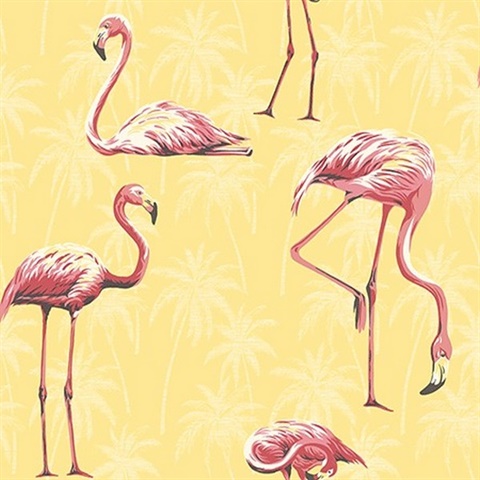 Flamingoes