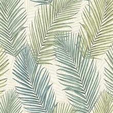 Florida Palms