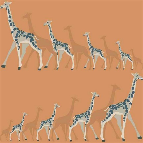 Giraffes