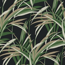 Green &amp;amp; Black Tropical Paradise Windy Reeds Wallpaper