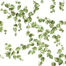 Green Creeping Fig Vine Leaf Wallpaper