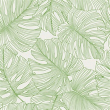 Green Tarra Monstera Large Leaf Wallpaper