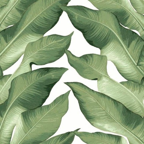 Green & White Beverly Hills Large Banana Leaf Wallpaper