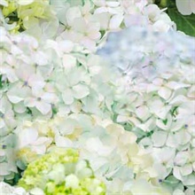 Happy Hydrangeas Wallpaper