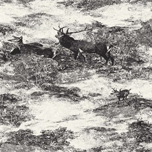 Hart Grey & Black Deer Toile Wallpaper