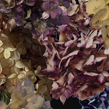 Hydrangeas Mural Wallpaper