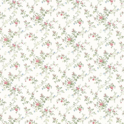 Janine Pink Climbing Rose