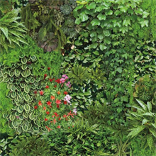 Living Wall