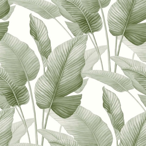 Mantra Baby Lettuce Wallpaper