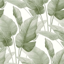 Mantra Baby Lettuce Wallpaper