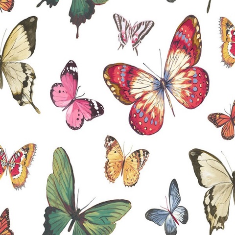 Multicolored Commercial Butterflies Wallpaper