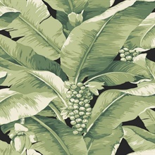 Paradisio Tropical Palm Tree Green Wallpaper