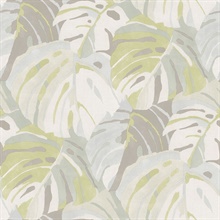 Samara Lime Monstera Large Leaf Wallpaper