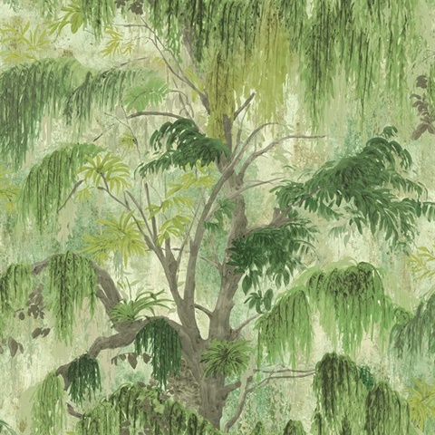 Spanish Moss Fern Tree Wallpaper