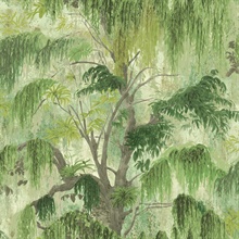 Spanish Moss Fern Tree Wallpaper
