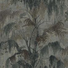 Spanish Moss Rain Tree Wallpaper