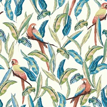 Timor White Tropical Parrot Bird Wallpaper