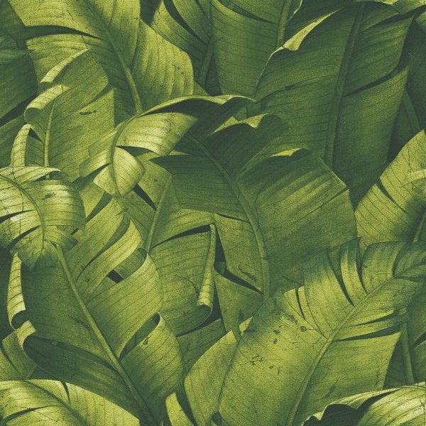 Nw Tropical Banana Leaves Wallpaper Boulevard