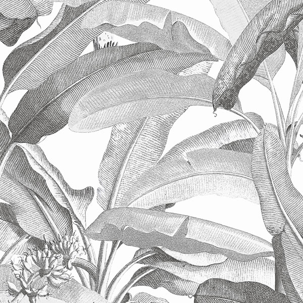 MH36533 Wallpaper | Tropical Polynesian Black & White Leaves Wallpaper