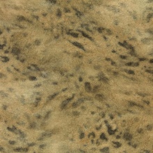 Umbria Brown Jaguar Wallpaper