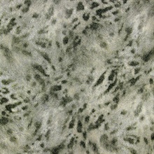 Umbria Grey Jaguar Wallpaper