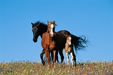 Wild Horses Wall Mural